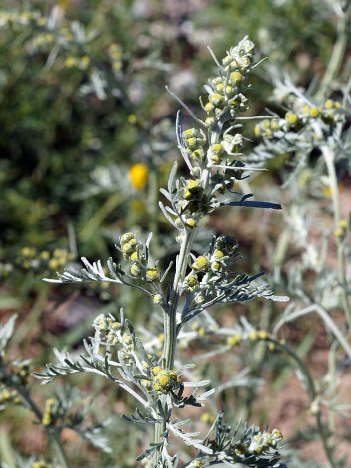 Image of Artemisia absinthium specimen.