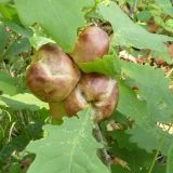 Quercus mongolica. Галлы на побеге. Приморский край, Уссурийский р-н. 24.05.2009.