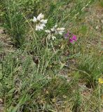 Oxytropis teres. Верхушки цветущих побегов (слева - белоцветковая форма). Восточный Казахстан, г. Усть-Каменогорск, восточные окр., Лесхоз, сопки. 10.05.2015.