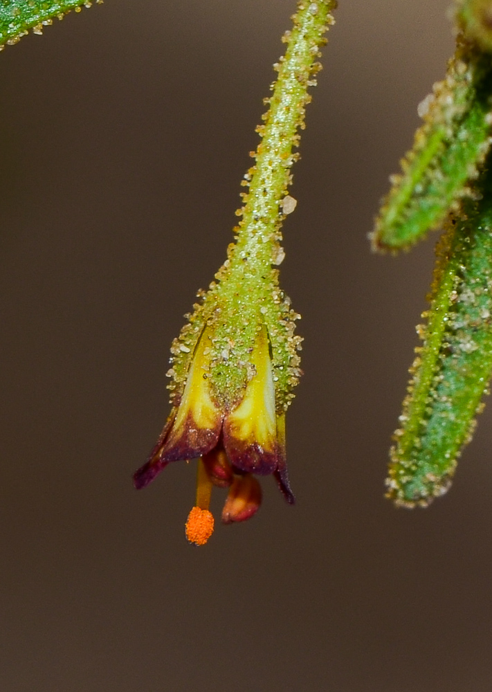 Image of Cleome amblyocarpa specimen.