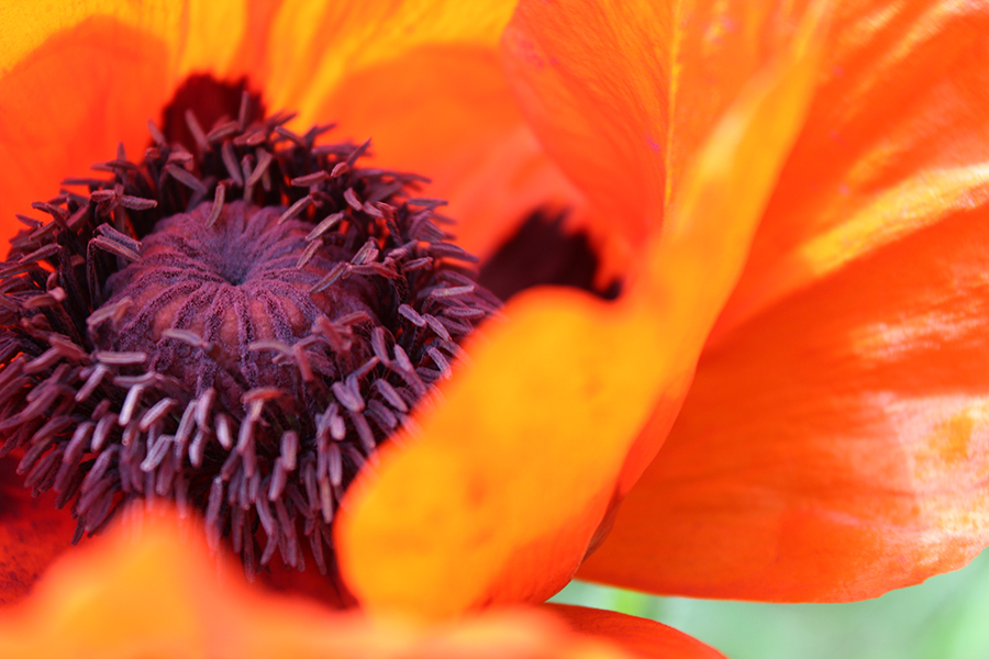 Image of Papaver orientale specimen.