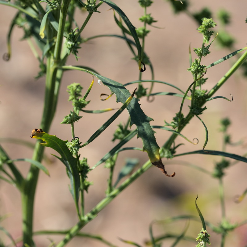 Image of Atriplex littoralis specimen.