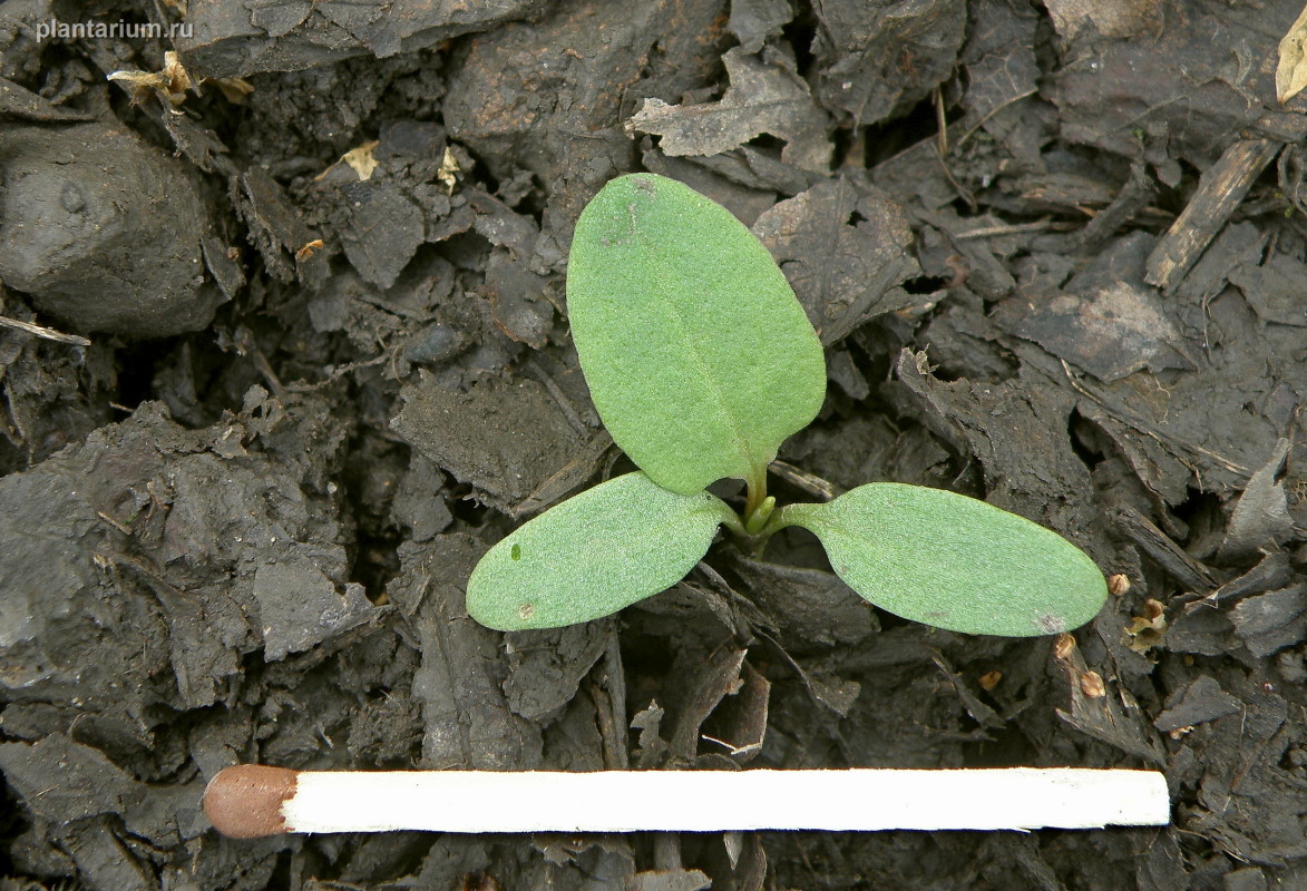 Image of Rumex patientia ssp. orientalis specimen.