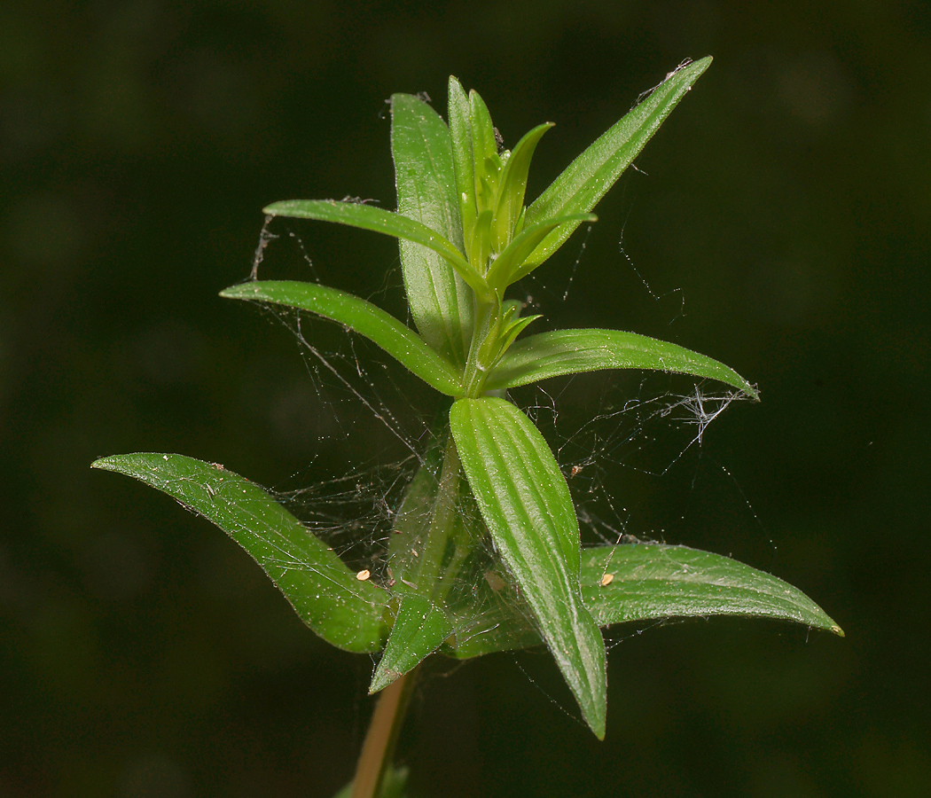 Image of Galium boreale specimen.