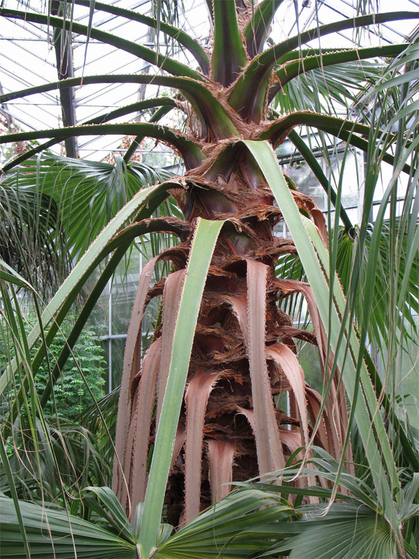 Image of Washingtonia robusta specimen.