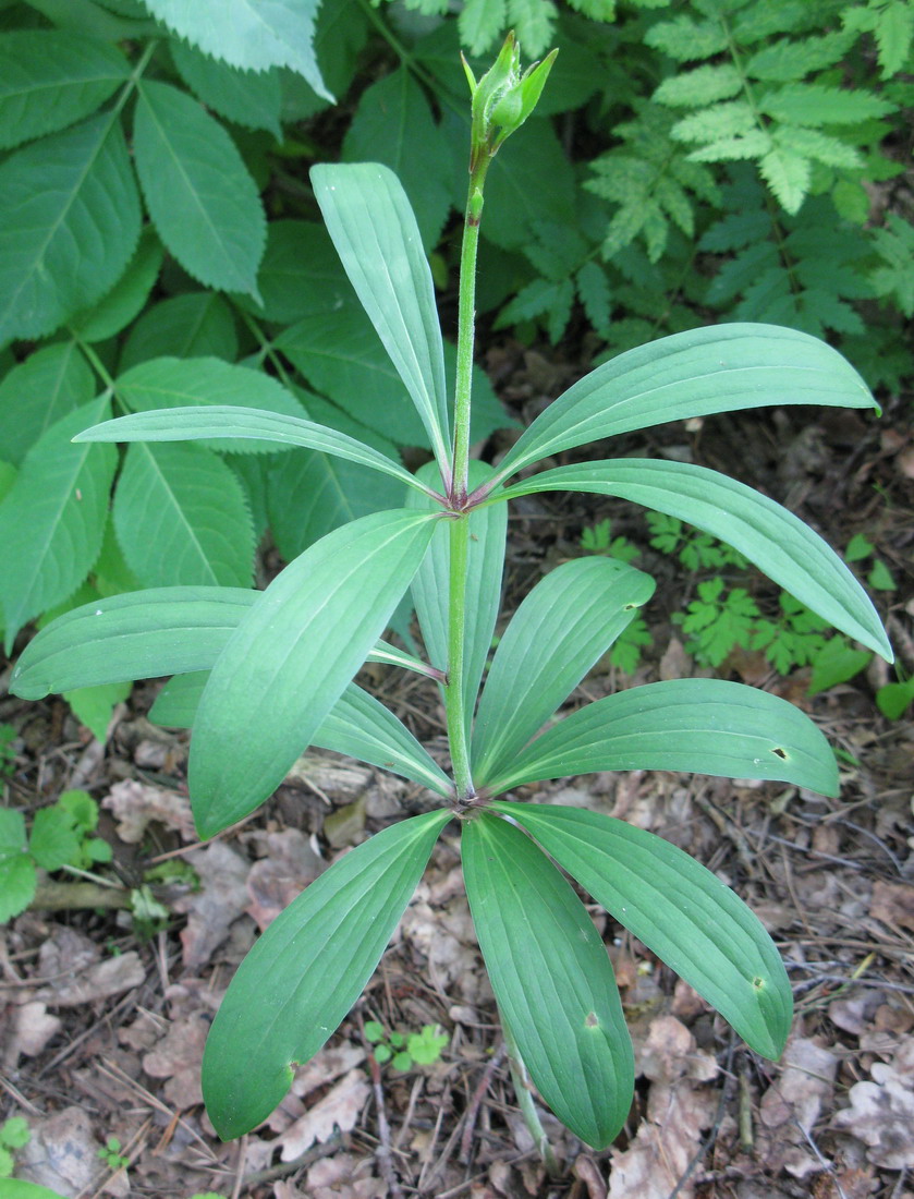 Изображение особи Lilium martagon.