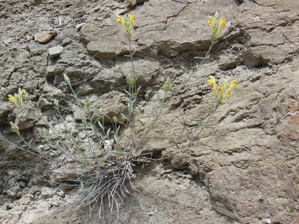 Image of Scutellaria araxensis specimen.