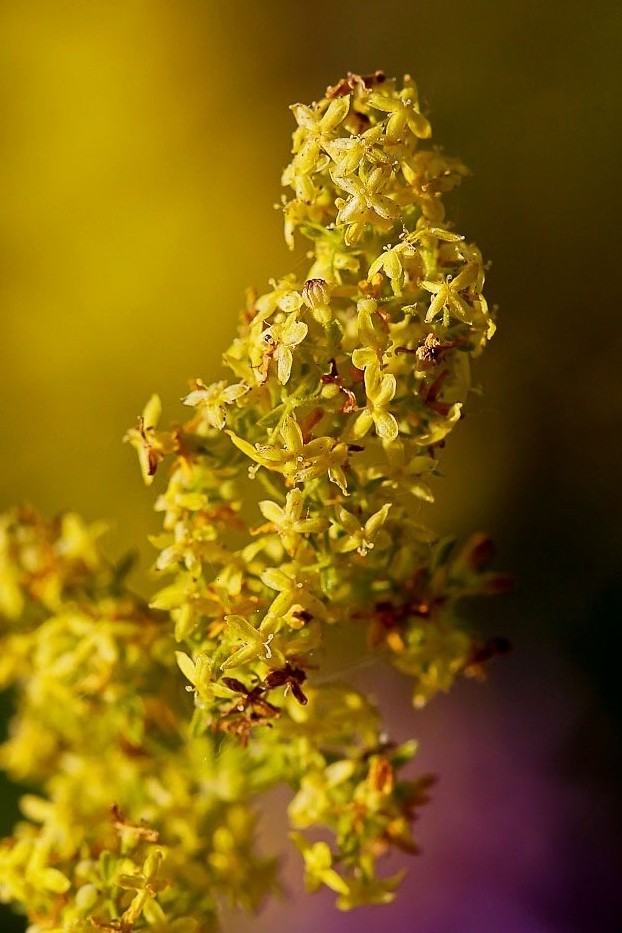 Изображение особи Galium verum.