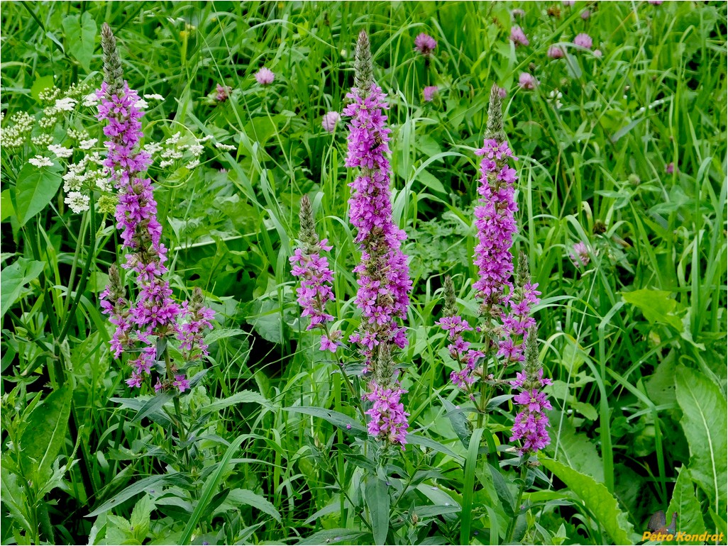 Image of Lythrum salicaria specimen.