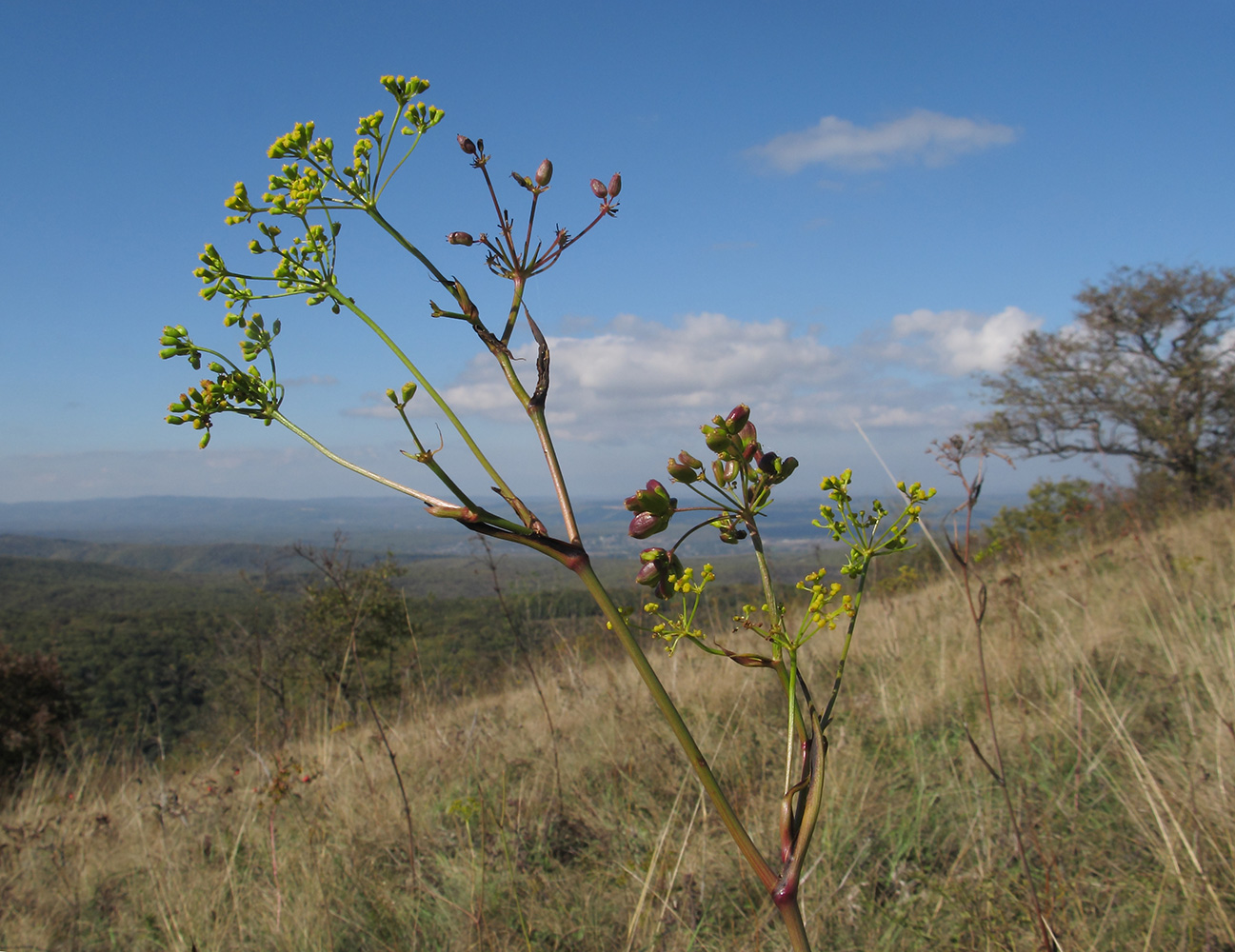 Изображение особи Peucedanum tauricum.