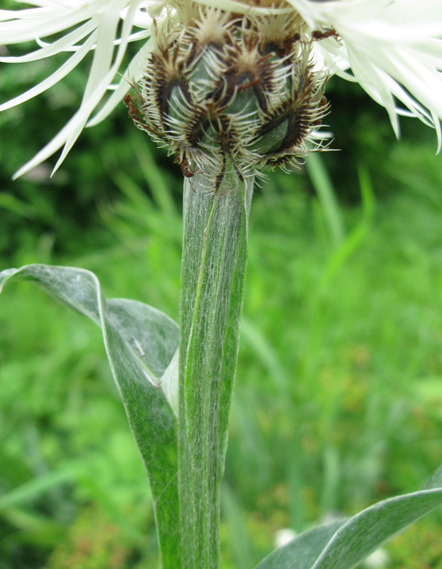 Image of Centaurea triumfettii specimen.