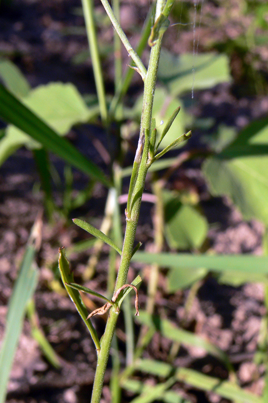 Image of Lepidium densiflorum specimen.