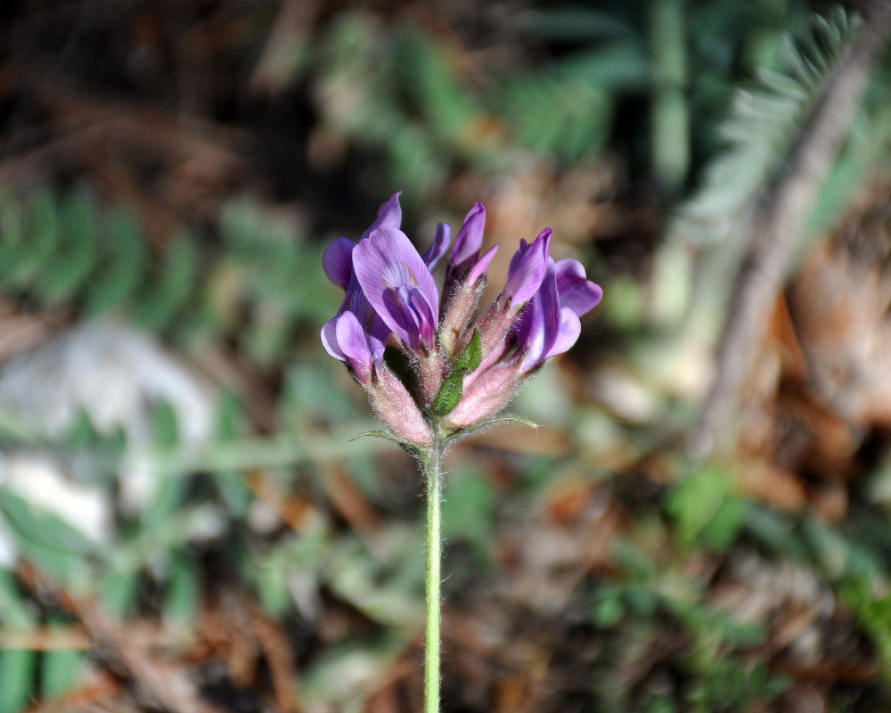 Image of Oxytropis lazica specimen.