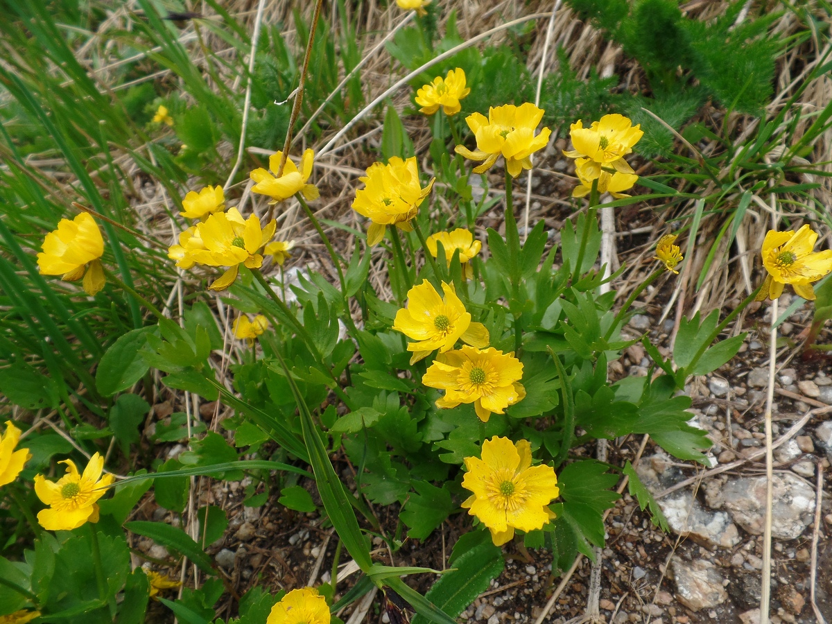 Image of Ranunculus altaicus specimen.