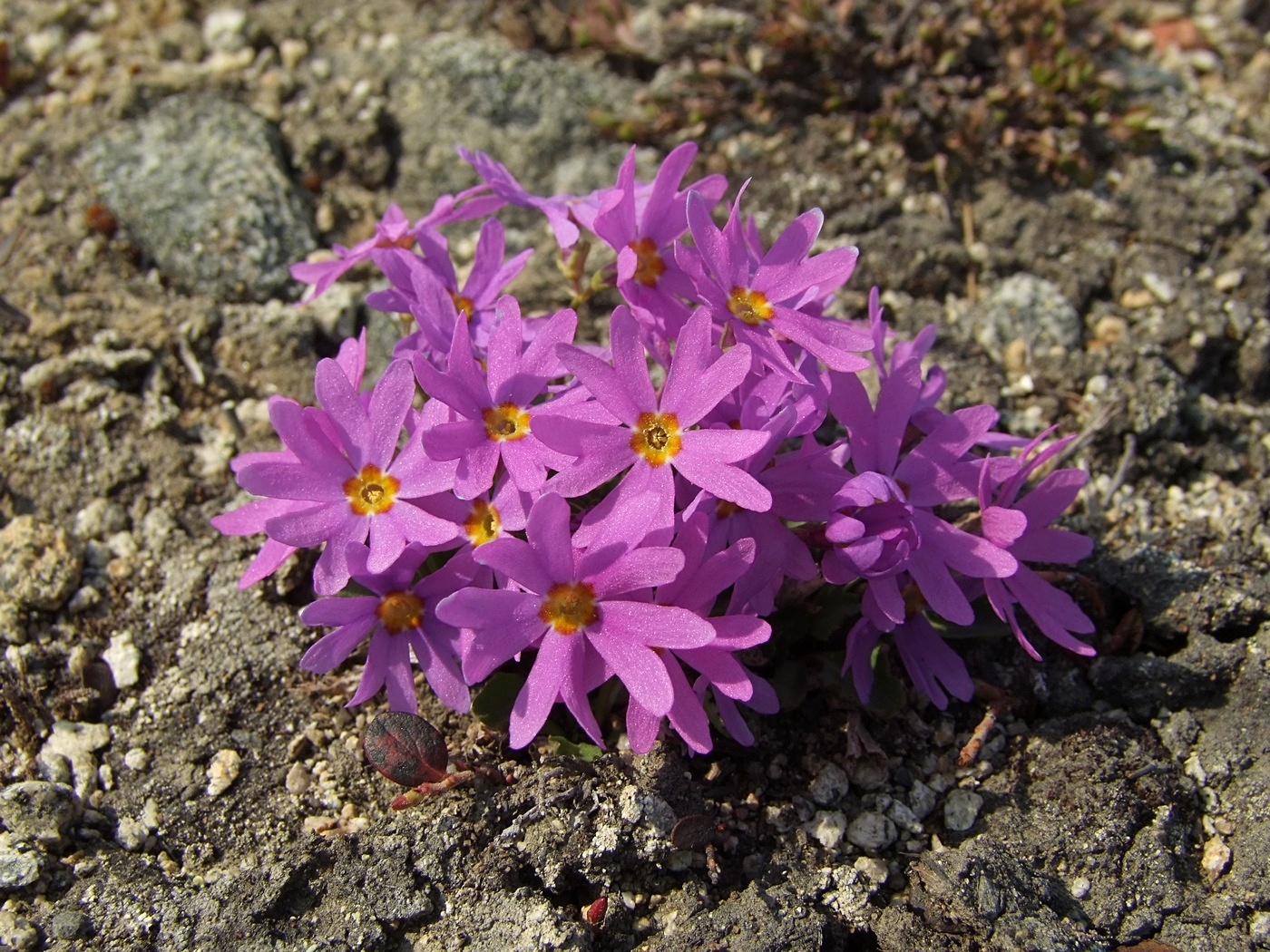 Image of Primula cuneifolia specimen.