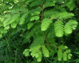 Metasequoia glyptostroboides. Ветви. Приморский край, г. Владивосток, Ботанический сад-институт ДВО РАН. 08.07.2016.