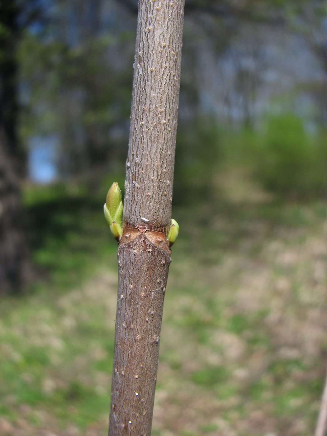 Image of Acer platanoides specimen.