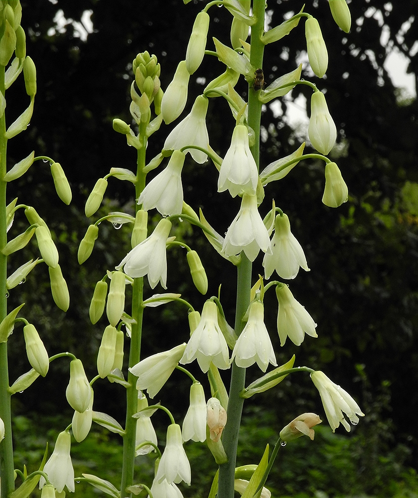 Изображение особи Galtonia candicans.