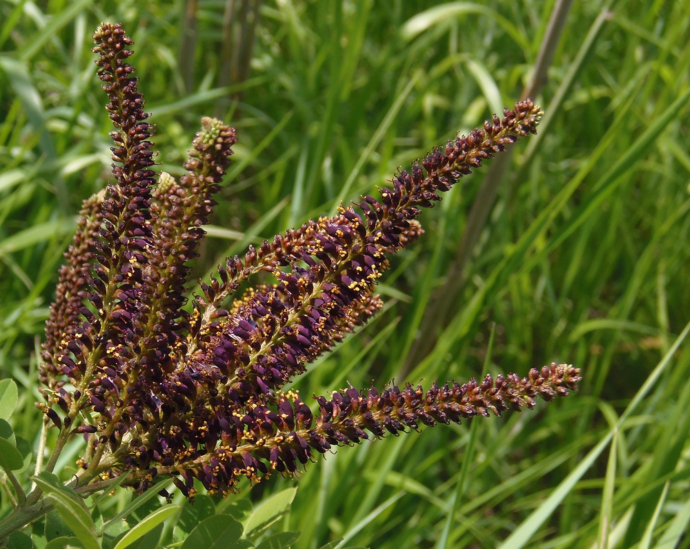 Изображение особи Amorpha fruticosa.