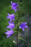 Campanula rapunculoides. Часть соцветия. Пермский край, г. Пермь, Кировский р-н, травянистый газон у административного здания. 14.07.2017.