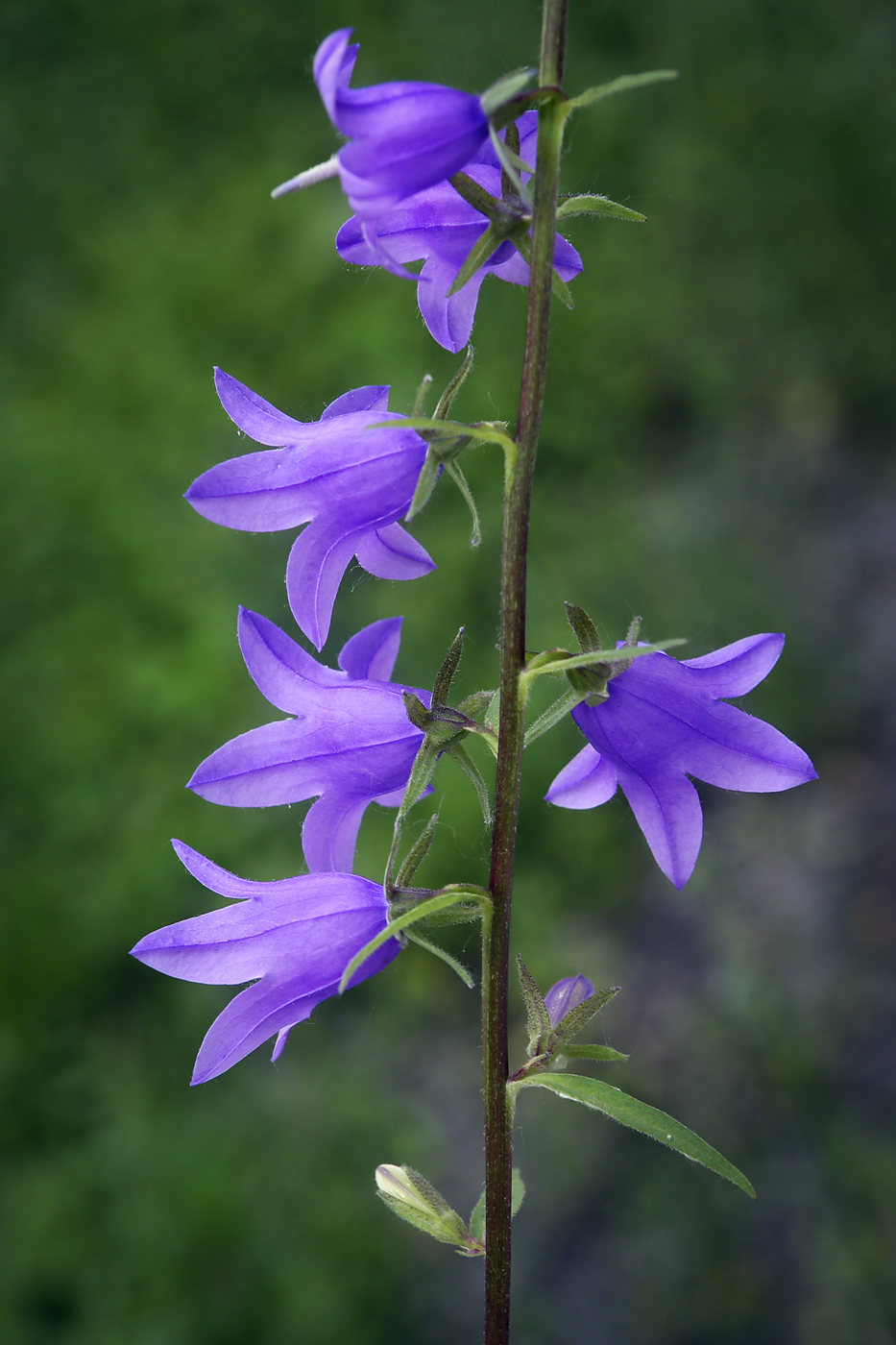 Изображение особи Campanula rapunculoides.