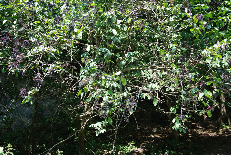 Изображение особи Sambucus nigra.