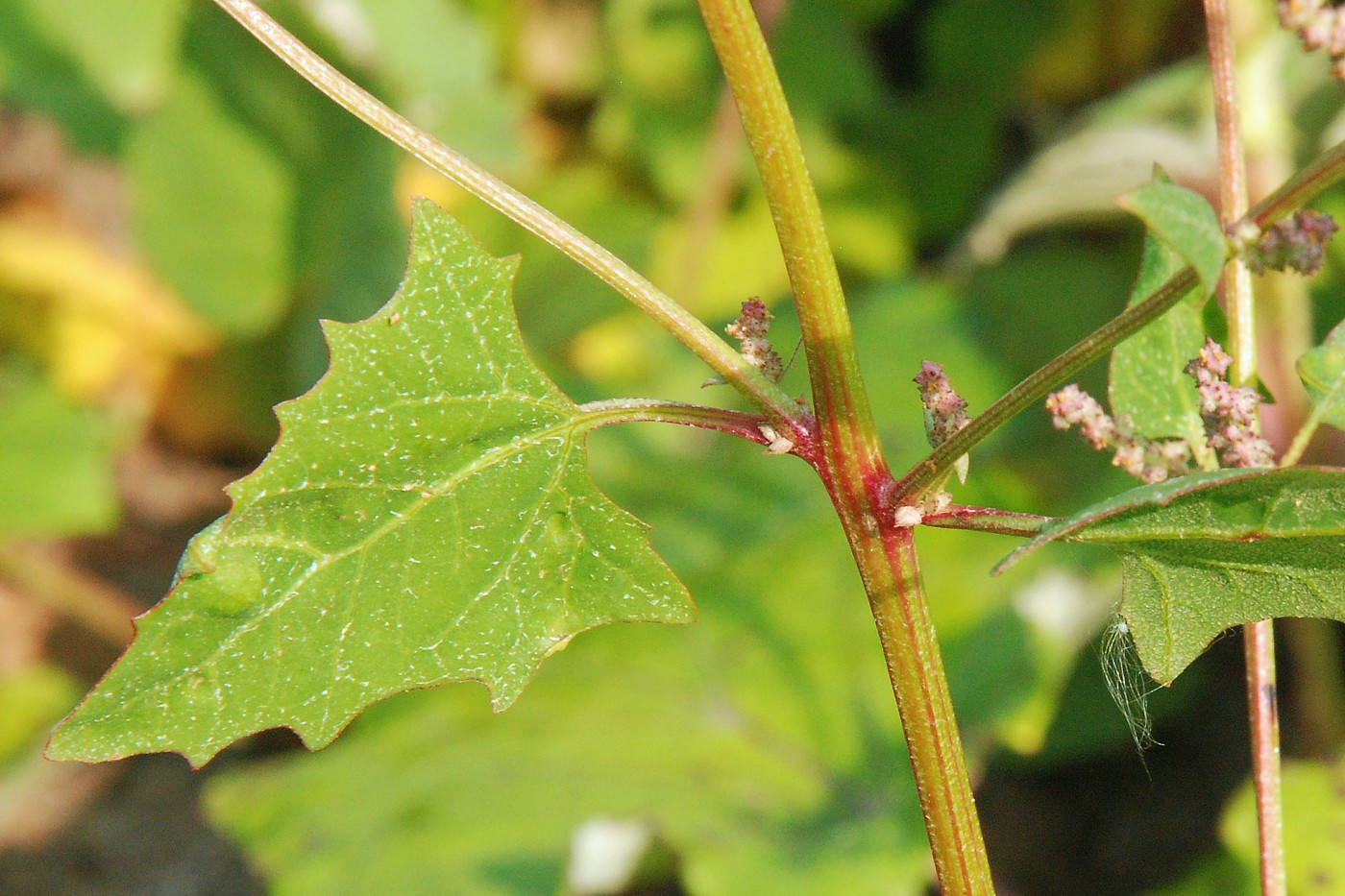 Image of Atriplex prostrata specimen.