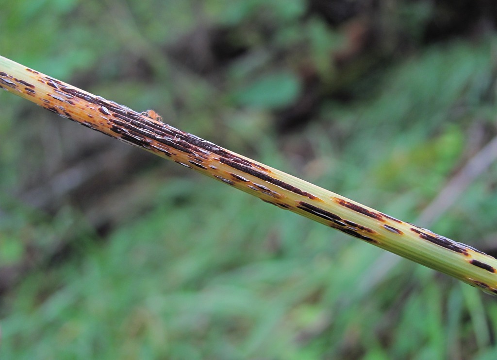 Image of Milium effusum specimen.