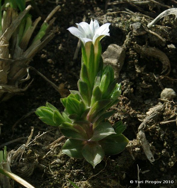 Изображение особи Gentiana aquatica.