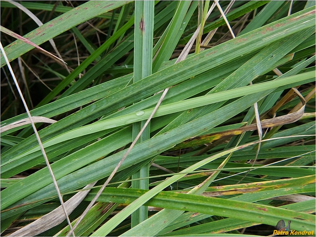 Изображение особи Calamagrostis epigeios.