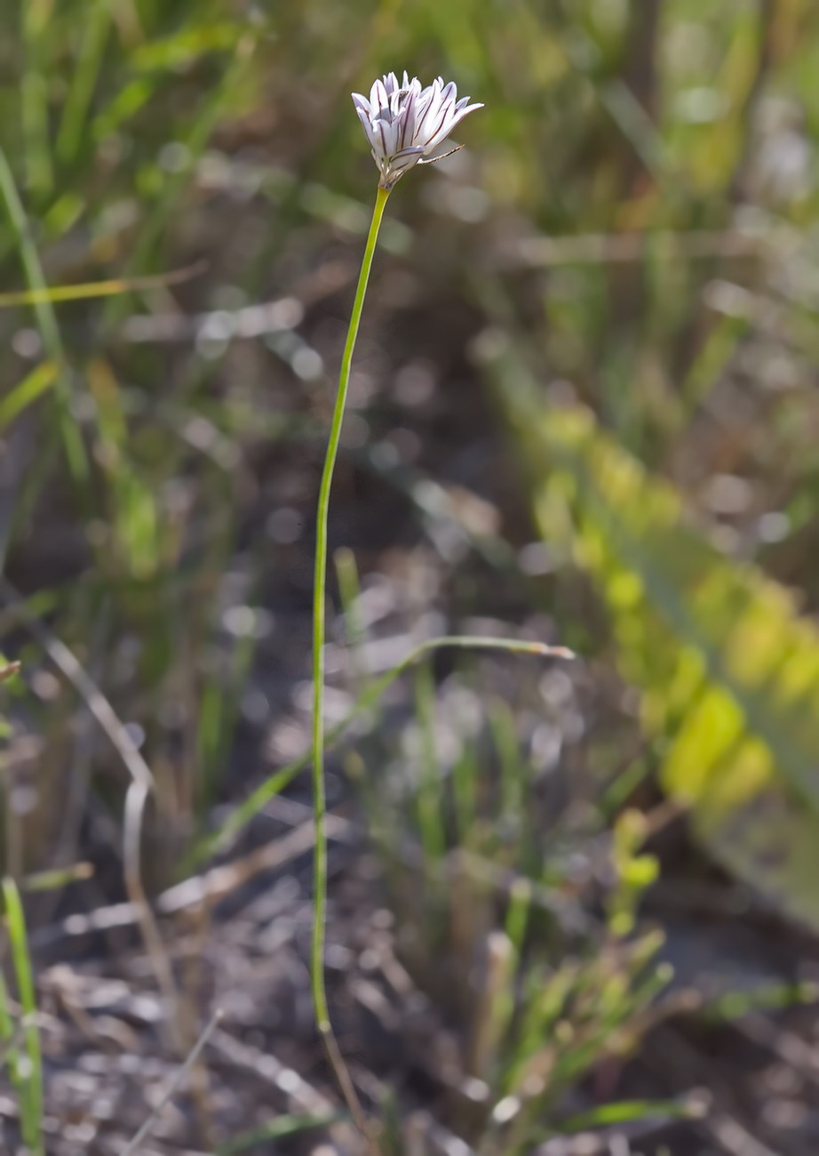 Image of Allium korolkowii specimen.