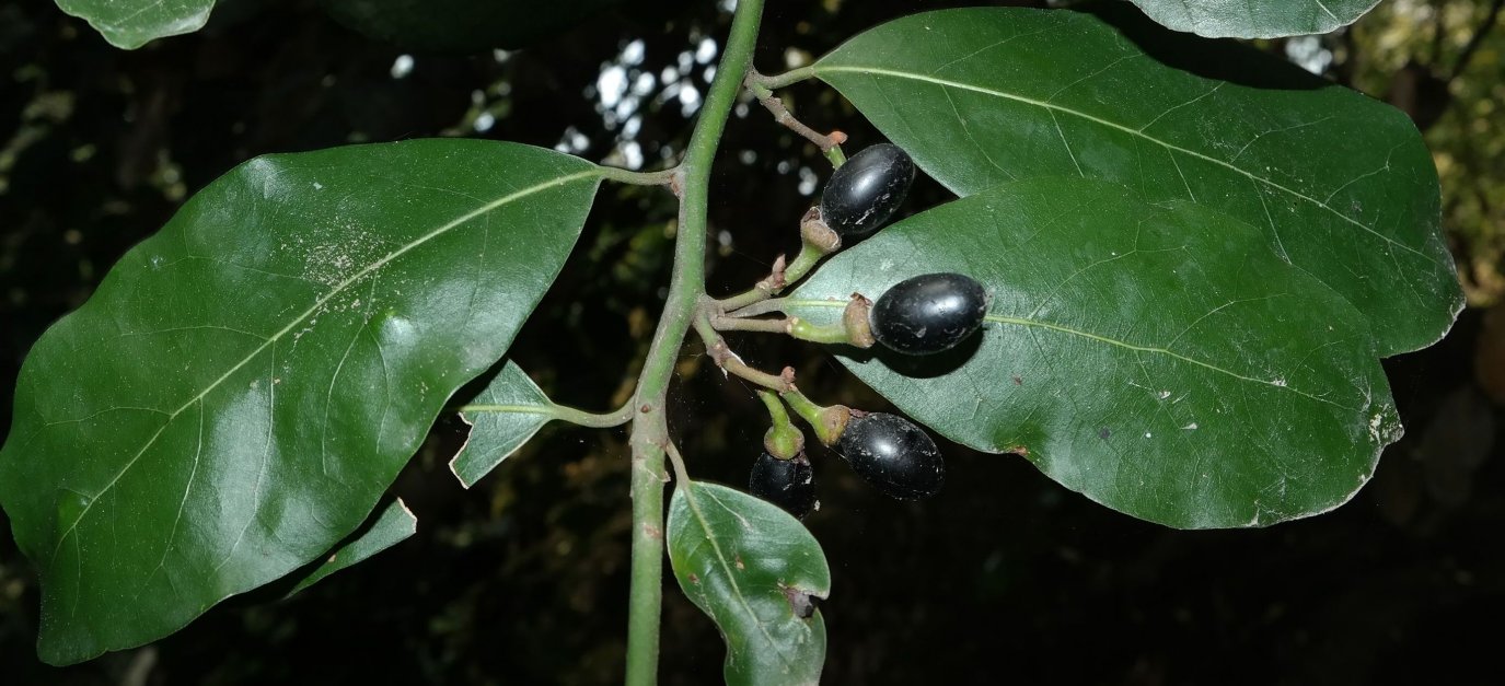 Image of Laurus nobilis specimen.