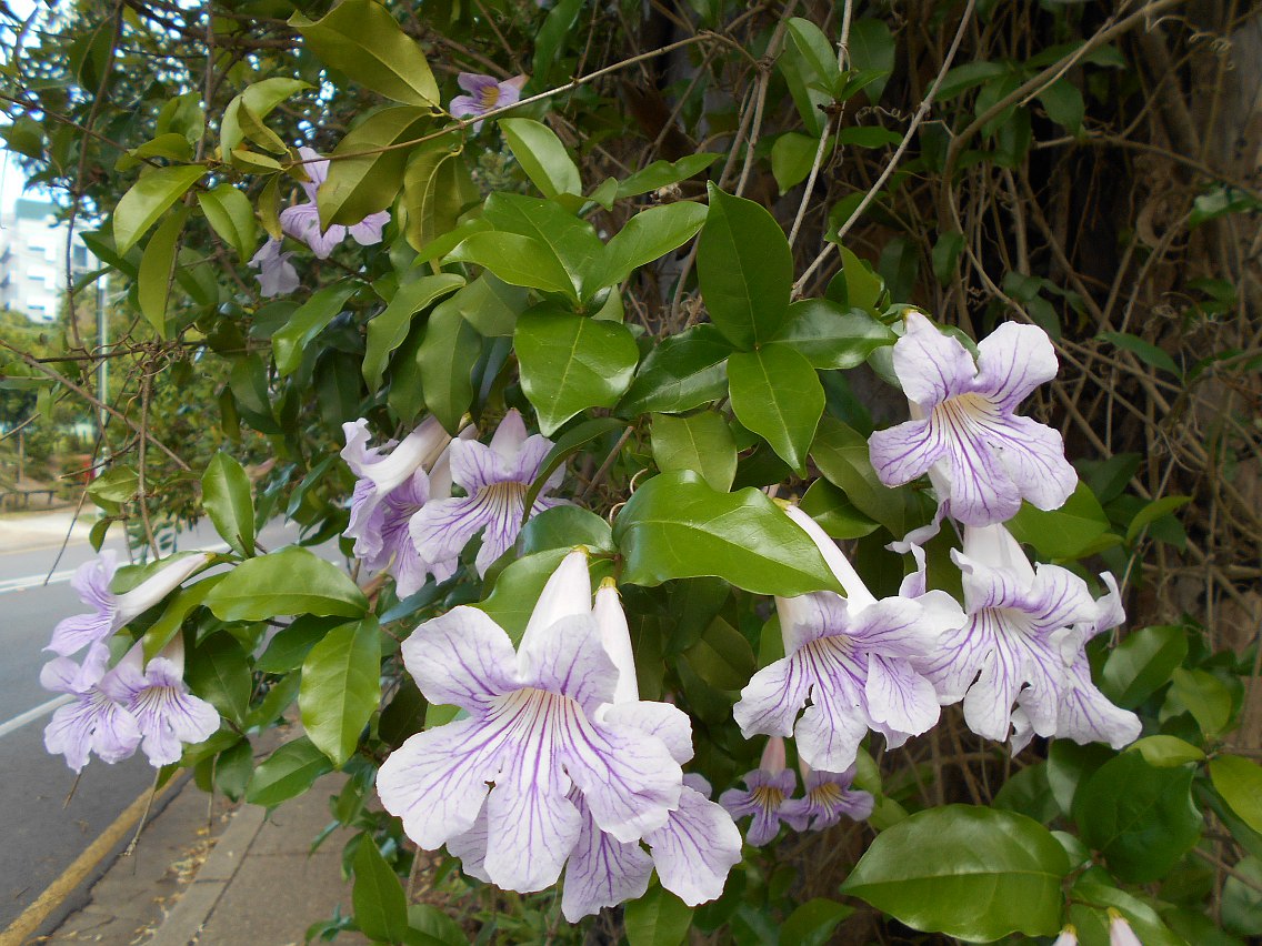 Image of Bignonia callistegioides specimen.