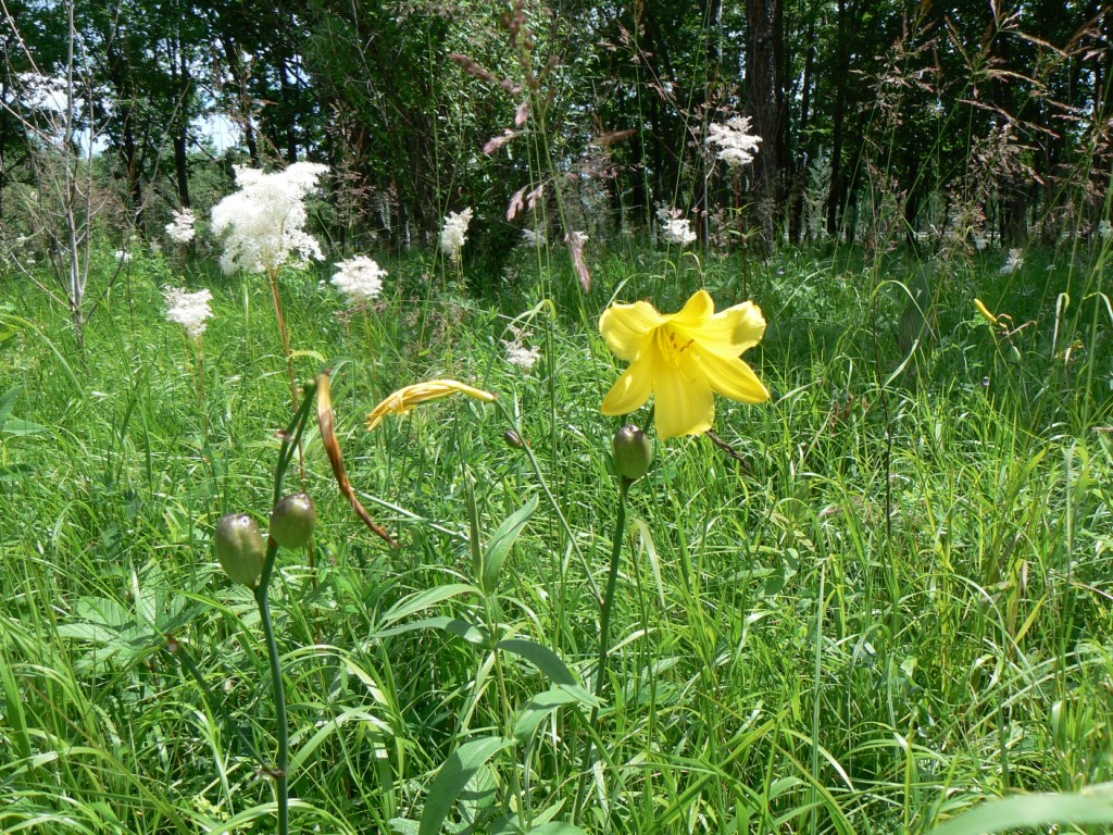 Изображение особи Hemerocallis minor.