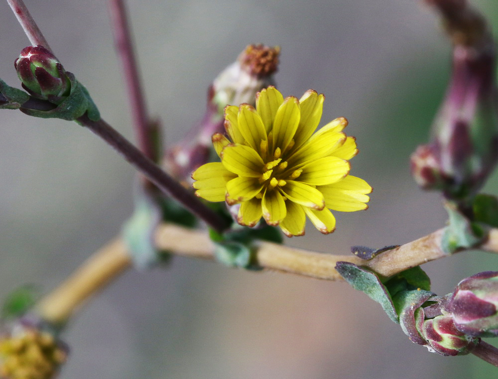 Image of Lactuca serriola specimen.