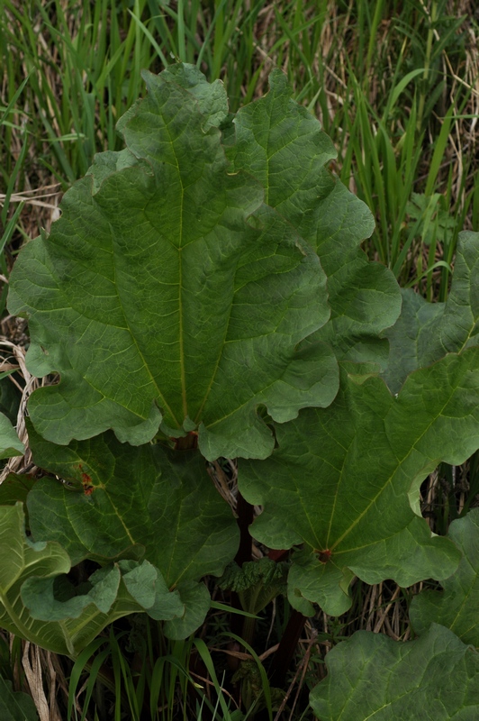 Image of Rheum wittrockii specimen.