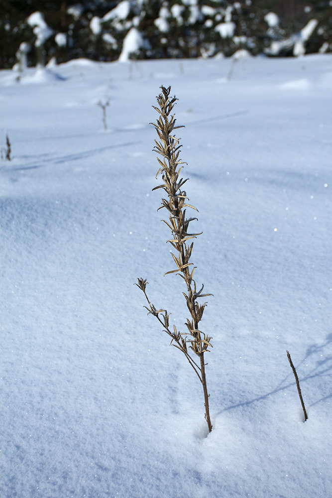 Image of Oenothera biennis specimen.