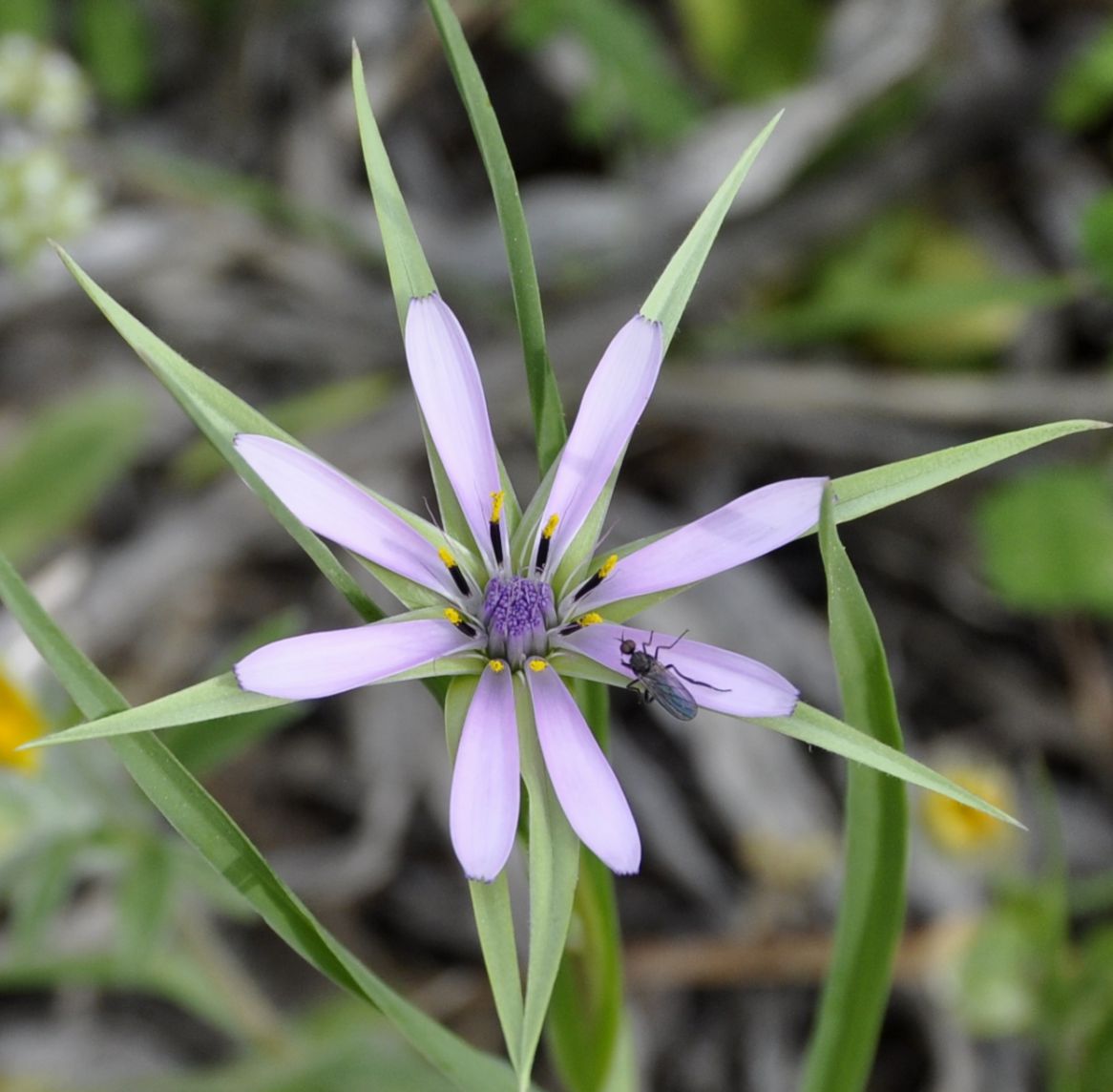 Изображение особи Geropogon hybridus.