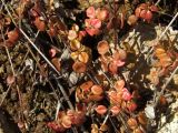 Linnaea borealis