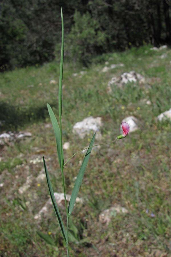 Image of Lathyrus nissolia specimen.