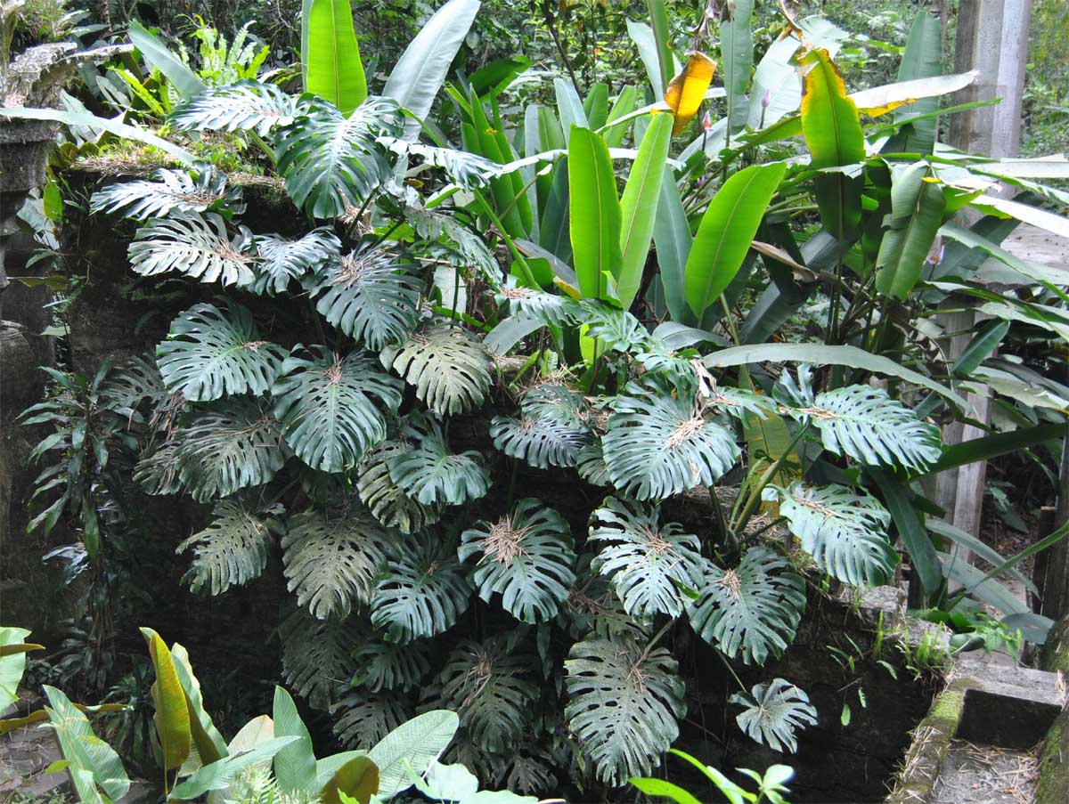 Image of Monstera deliciosa specimen.