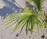 genus Washingtonia