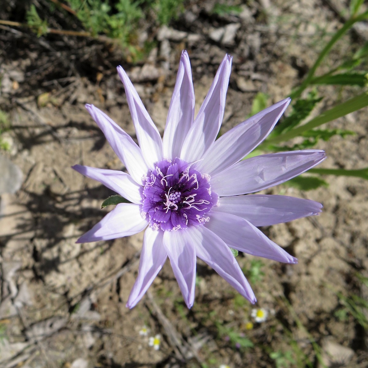 Image of Epilasia mirabilis specimen.