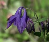 Aquilegia vulgaris. Верхушка побега с цветком, бутоном и сидящей мухой. Московская обл., Раменский р-н, окр. дер. Хрипань, садовый участок. 27.05.2018.