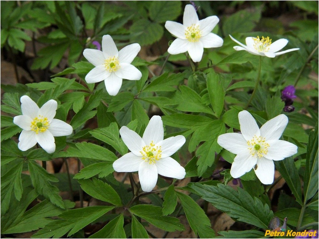 Изображение особи Anemone nemorosa.