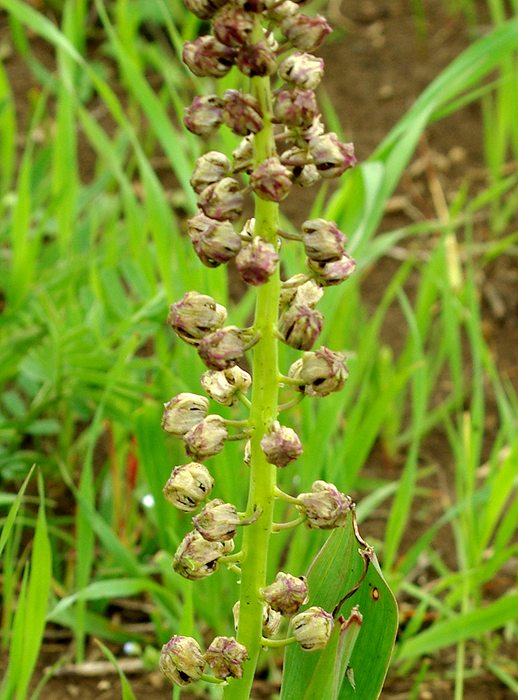 Image of genus Bellevalia specimen.