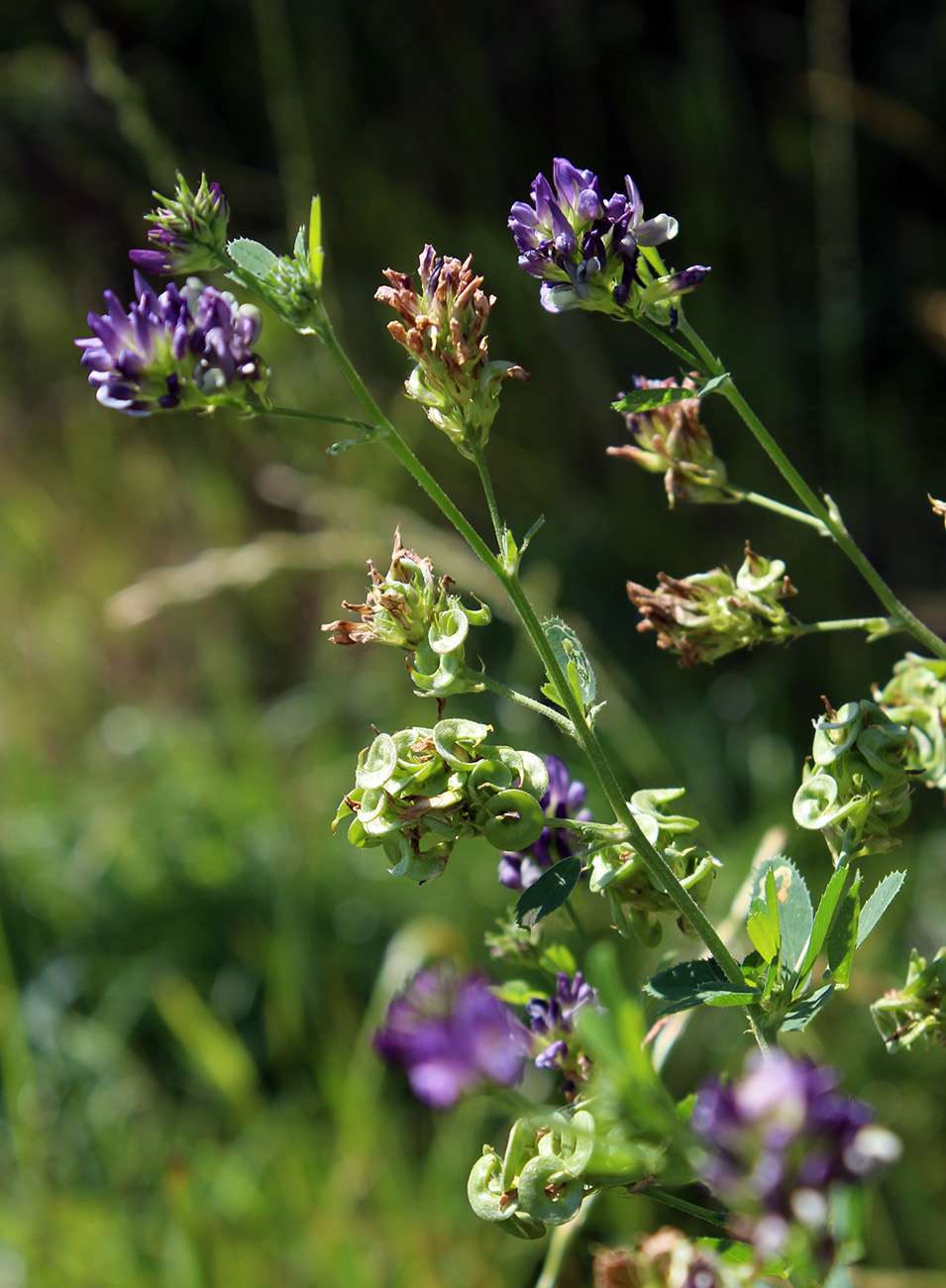 Image of Medicago &times; varia specimen.