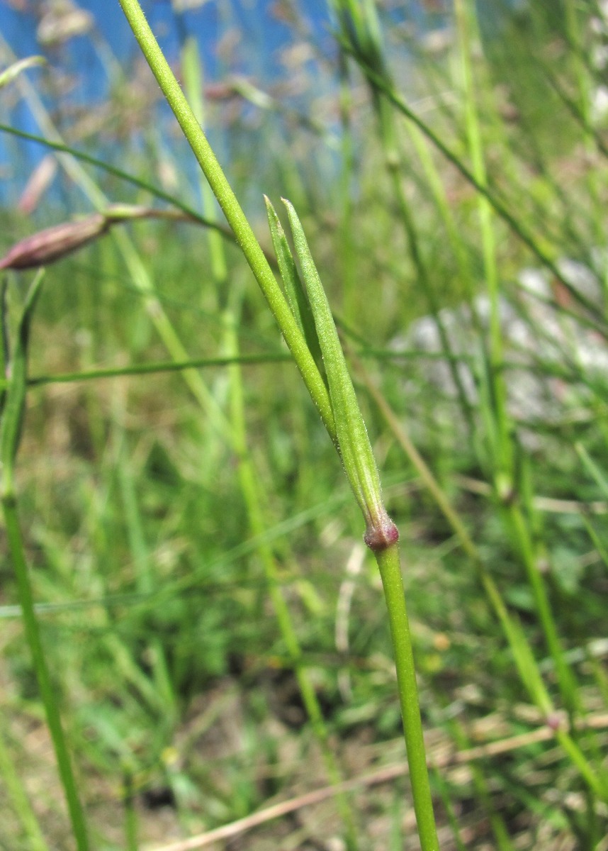 Image of Silene lychnidea specimen.