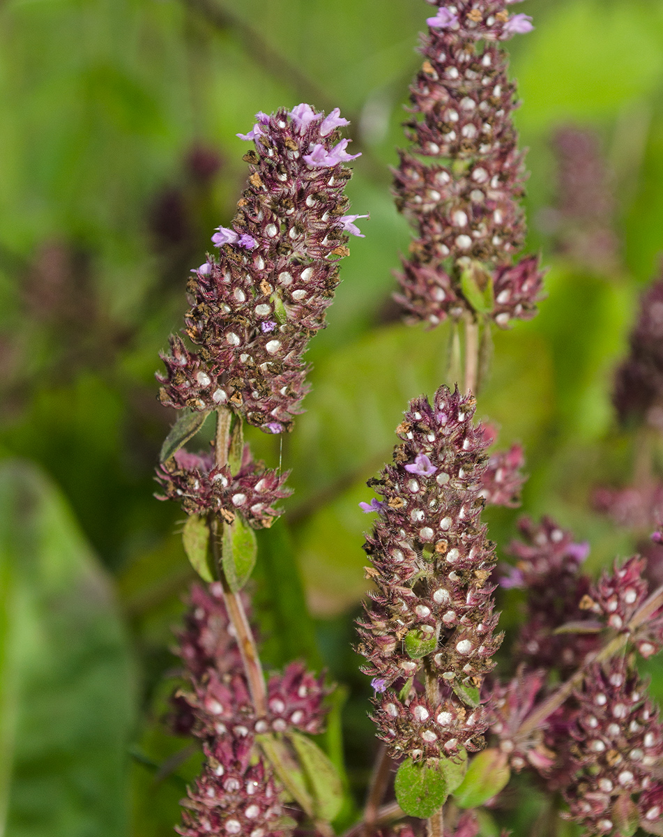 Image of genus Thymus specimen.