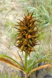 Смотреть изображение Carex macrocephala